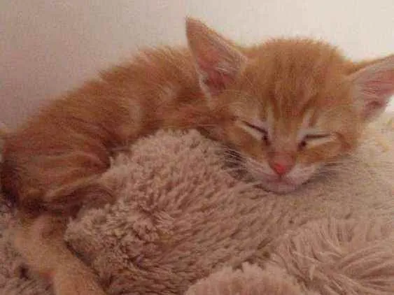 Gato ra a  idade Abaixo de 2 meses nome ?