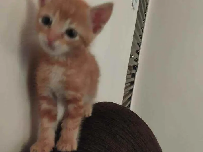 Gato ra a  idade Abaixo de 2 meses nome ?