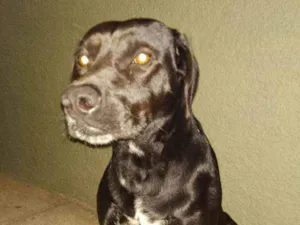 Cachorro raça Desconhecida idade 1 ano nome Thor