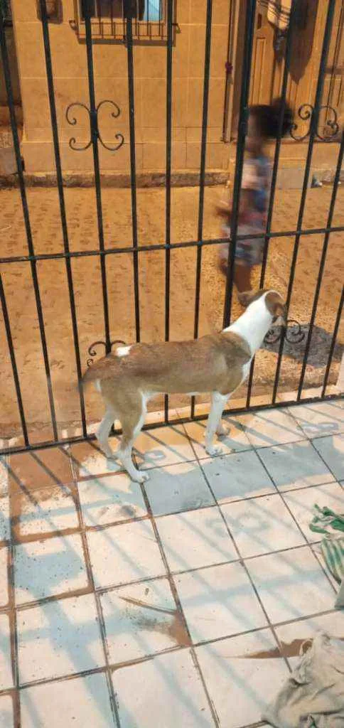 Cachorro ra a Vira lata idade 7 a 11 meses nome Nina