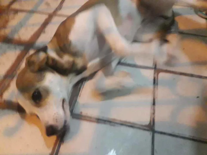 Cachorro ra a Vira lata idade 7 a 11 meses nome Nina