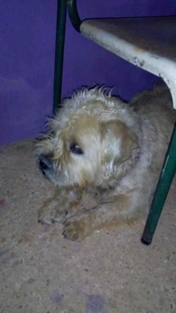 Cachorro ra a Não sei  idade 7 a 11 meses nome Pepy