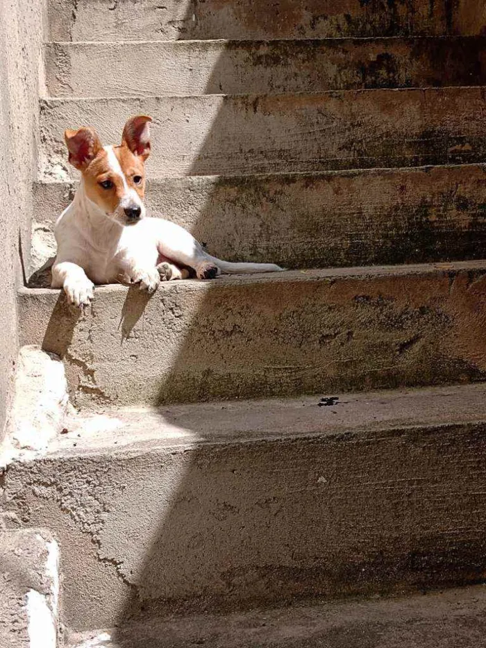 Cachorro ra a Vira lata idade 2 a 6 meses nome Nina