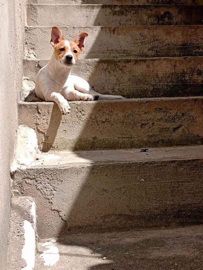 Cachorro ra a Vira lata idade 2 a 6 meses nome Nina