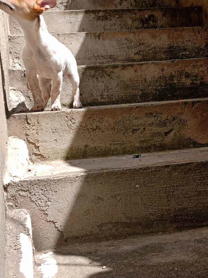 Cachorro ra a Vira lata idade 2 a 6 meses nome Nina