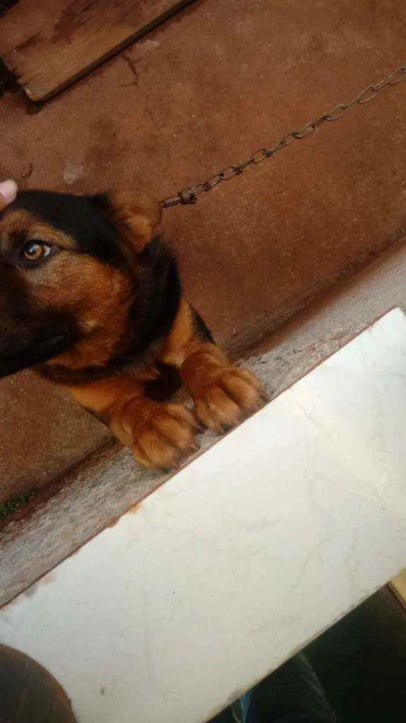 Cachorro ra a Pastor alemão  idade 3 anos nome Sem nome 