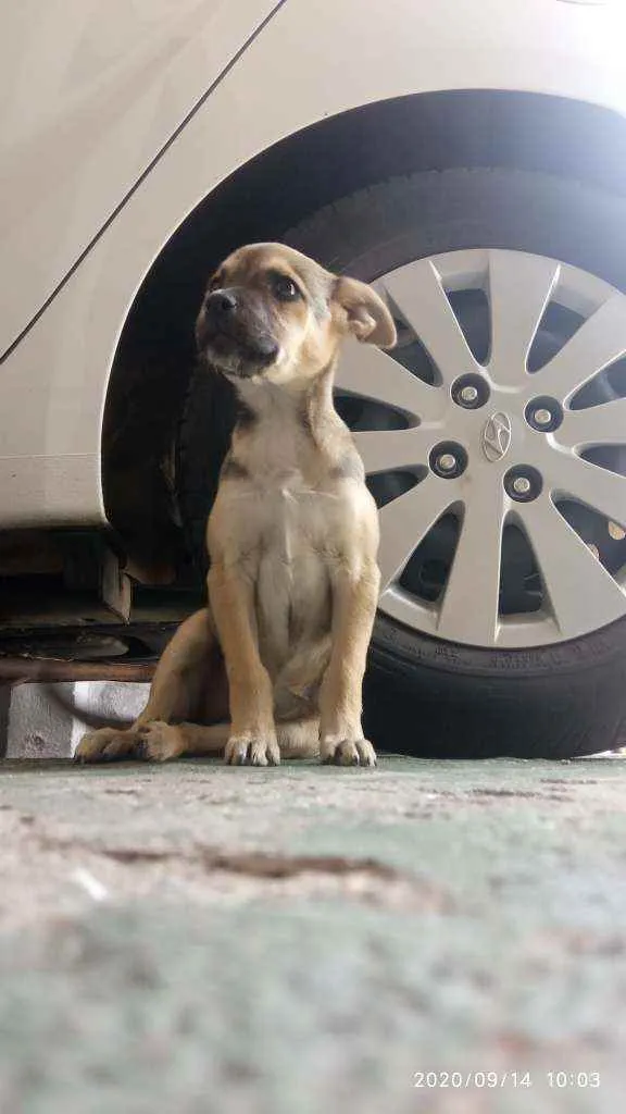 Cachorro ra a Vira-lata idade 2 a 6 meses nome Mel