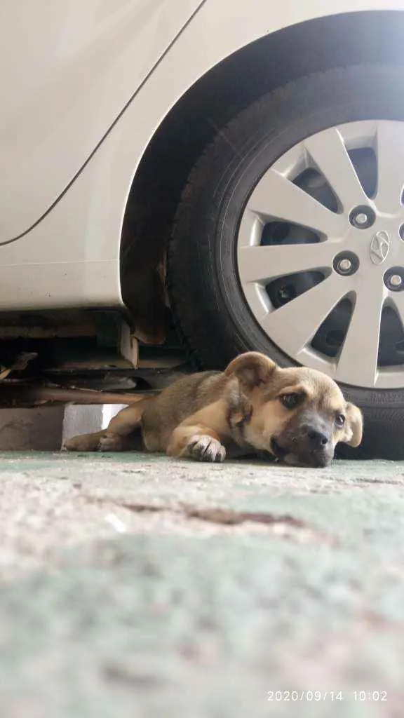 Cachorro ra a Vira-lata idade 2 a 6 meses nome Mel