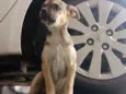 Mel