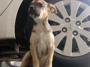 Cachorro raça Vira-lata idade 2 a 6 meses nome Mel