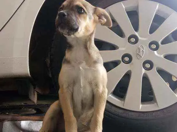 Cachorro ra a Vira-lata idade 2 a 6 meses nome Mel