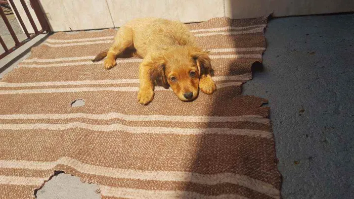 Cachorro ra a SRD  idade 2 a 6 meses nome Donatella