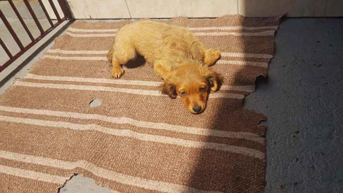Cachorro ra a SRD  idade 2 a 6 meses nome Donatella