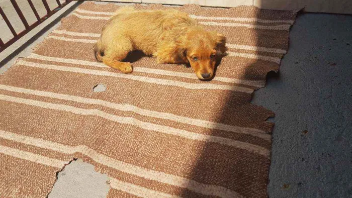 Cachorro ra a SRD  idade 2 a 6 meses nome Donatella