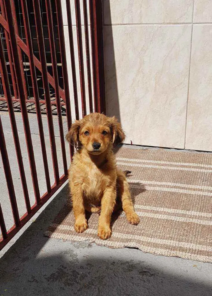 Cachorro ra a SRD  idade 2 a 6 meses nome Donatella