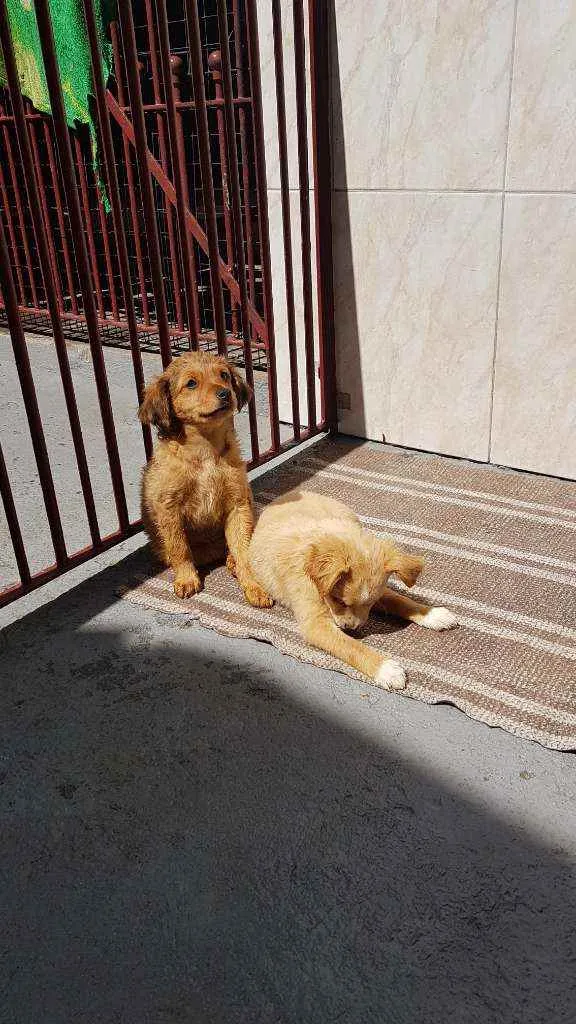 Cachorro ra a SRD  idade 2 a 6 meses nome Donatella
