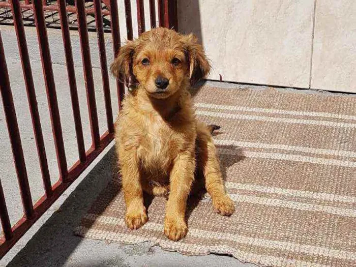 Cachorro ra a SRD  idade 2 a 6 meses nome Donatella