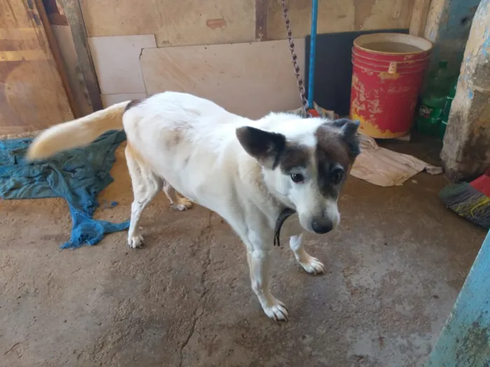 Cachorro raça SRD idade 3 anos nome Max 