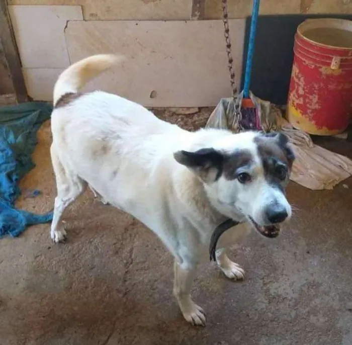 Cachorro raça SRD idade 3 anos nome Max 