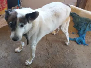 Cachorro raça SRD idade 3 anos nome Max 