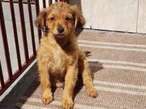 Cachorro raça SRD  idade 2 a 6 meses nome Donatella