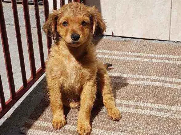 Cachorro ra a SRD  idade 2 a 6 meses nome Donatella