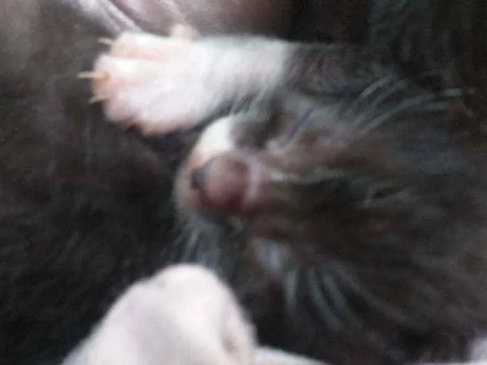 Gato ra a Vira-lata  idade Abaixo de 2 meses nome Gatos fofinhos 