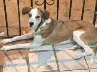 Cachorro ra a Vira lata idade 7 a 11 meses nome Nina