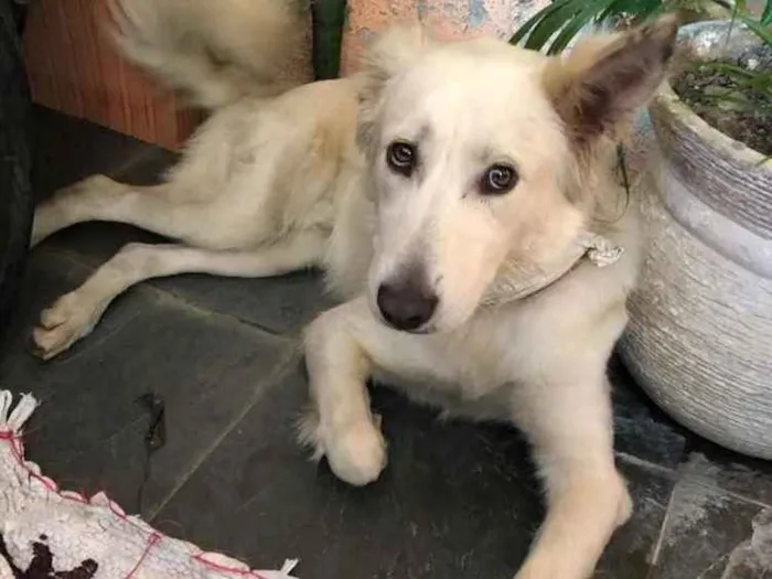 Cachorro ra a Pastor Suíço  idade 7 a 11 meses nome Lobinho