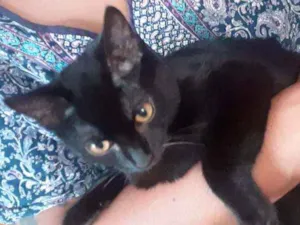 Gato raça Não tem  idade 2 a 6 meses nome Gregue