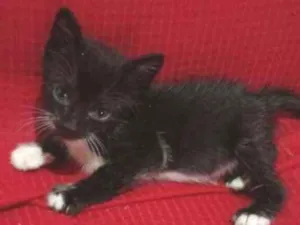 Gato raça Srd idade Abaixo de 2 meses nome Filhote