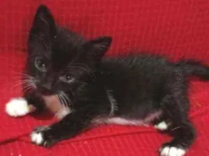 Gato raça Srd idade Abaixo de 2 meses nome Laura