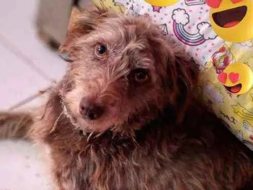 Cachorro ra a Poodle idade 5 anos nome Linda  nãosei o nome