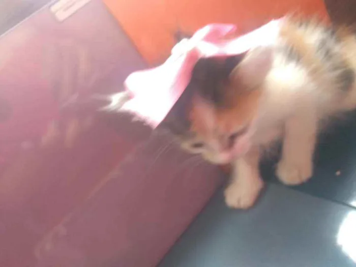 Gato ra a Sem raça determinadas  idade Abaixo de 2 meses nome Sem nome