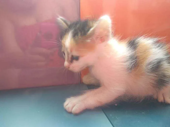 Gato ra a Sem raça determinadas  idade Abaixo de 2 meses nome Sem nome