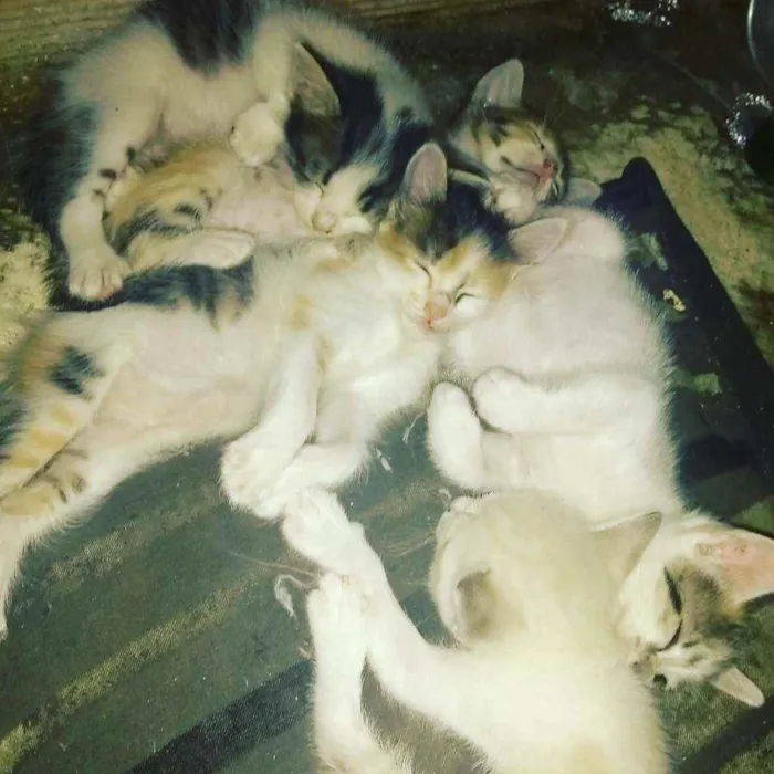 Gato ra a Sem raça determinadas  idade Abaixo de 2 meses nome Sem nome