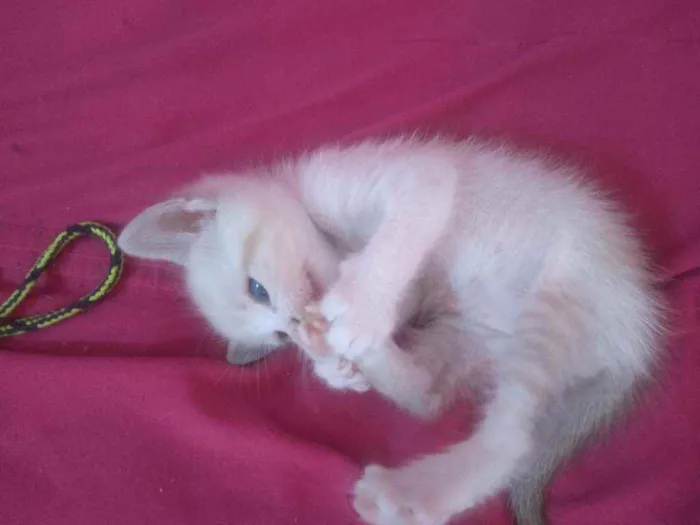 Gato ra a Sem raça determinadas  idade Abaixo de 2 meses nome Sem nome