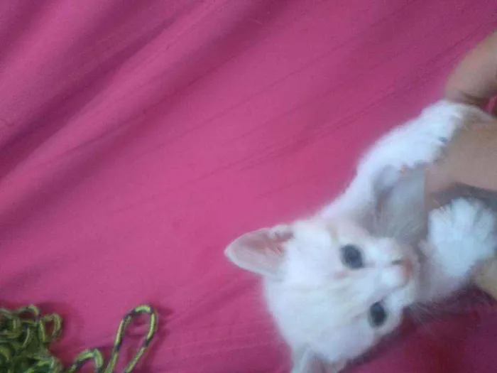 Gato ra a Sem raça determinadas  idade Abaixo de 2 meses nome Sem nome