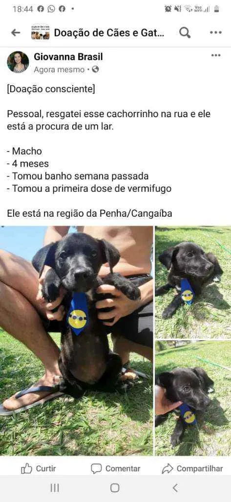 Cachorro ra a Vira lata idade 2 a 6 meses nome Não tem