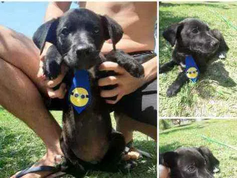 Cachorro ra a Vira lata idade 2 a 6 meses nome Não tem