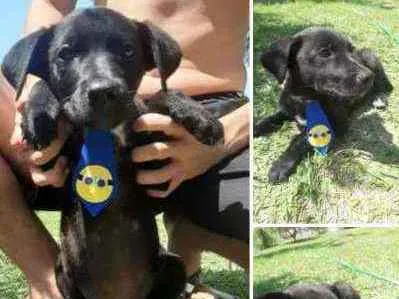 Cachorro ra a Vira lata idade 2 a 6 meses nome Não tem