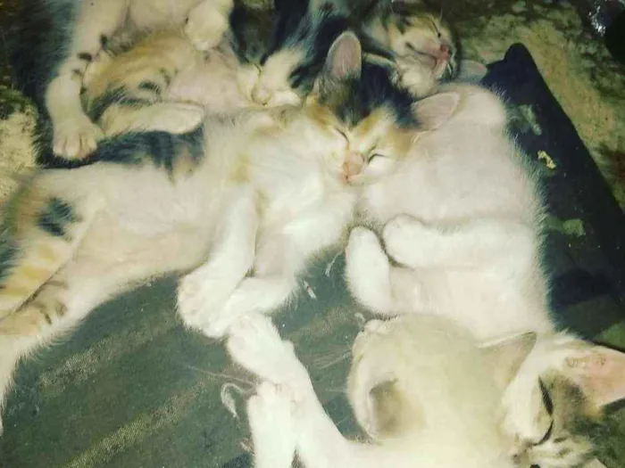 Gato ra a Sem raça determinadas  idade Abaixo de 2 meses nome Sem nome
