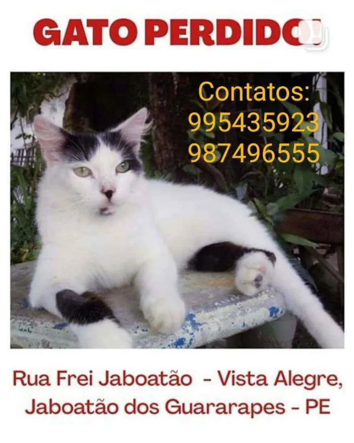 Gato ra a Felino idade 7 a 11 meses nome Óscar