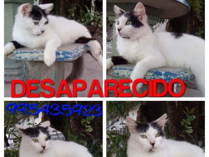 Gato ra a Felino idade 7 a 11 meses nome Óscar