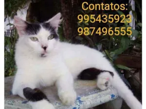 Gato raça Felino idade 7 a 11 meses nome Óscar