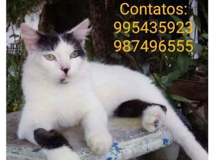 Gato ra a Felino idade 7 a 11 meses nome Óscar