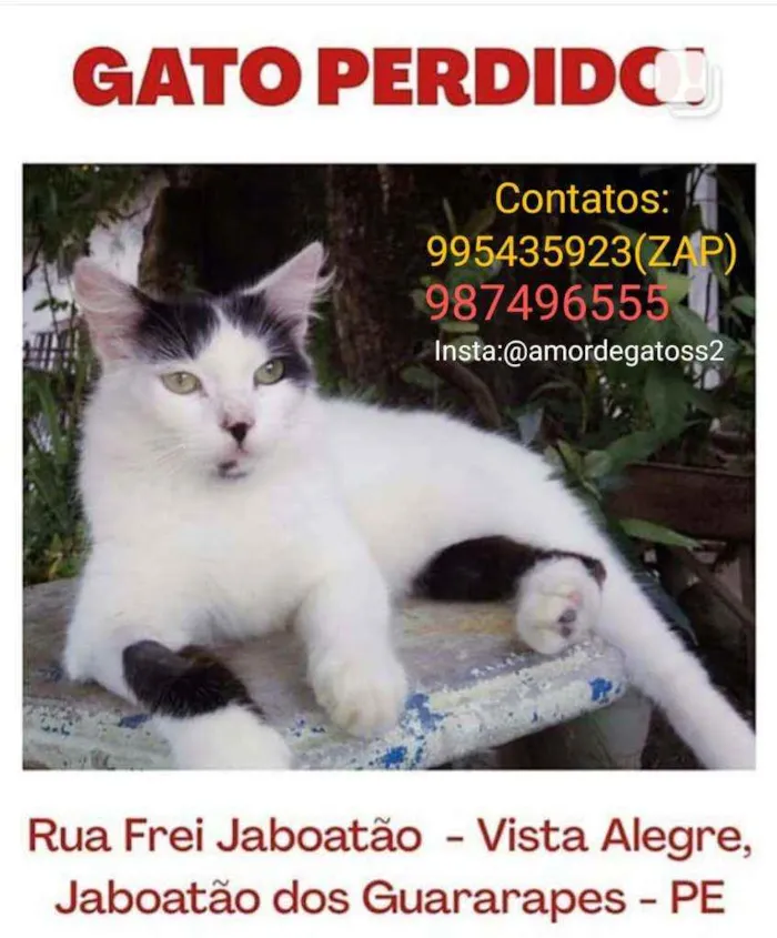 Gato ra a Felino idade 7 a 11 meses nome Óscar