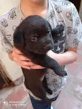 Tico