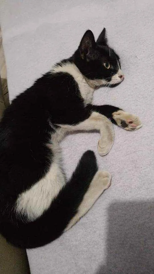 Gato ra a Srd idade 7 a 11 meses nome Lis