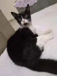 Lis
